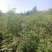 黄荆苗荆条苗黄荆荆条（蜜源植物）坝堤和荒山绿化树种