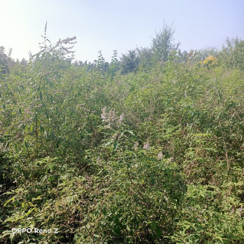 黄荆苗荆条苗黄荆荆条（蜜源植物）坝堤和荒山绿化树种