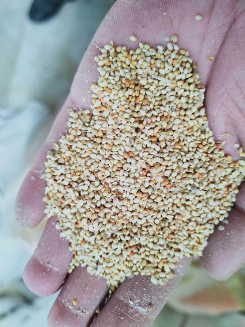 小谷子新货上市，养殖专用一手货源代替碎玉米适口性好