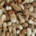 牛肝菌美味牛肝菌（冰冻）