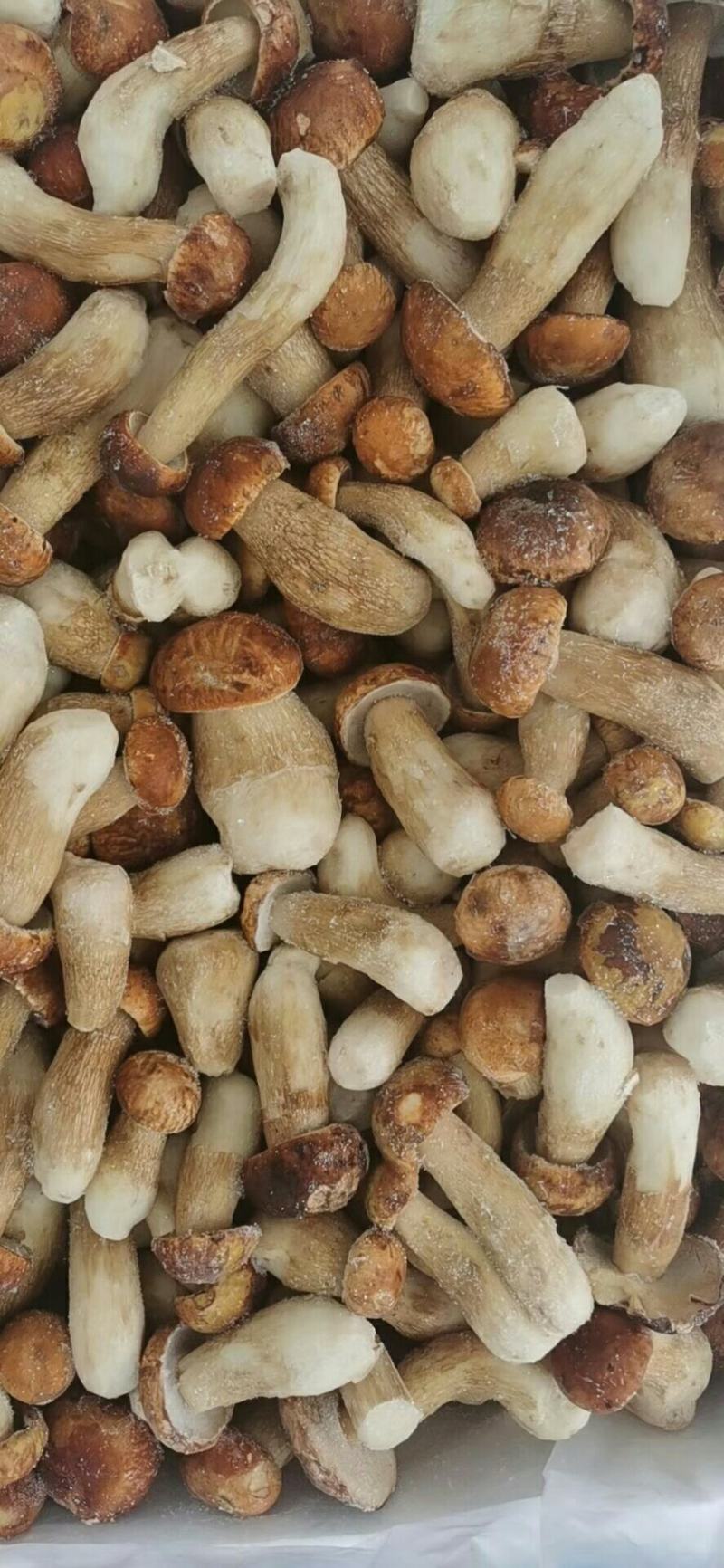 牛肝菌美味牛肝菌（冰冻）