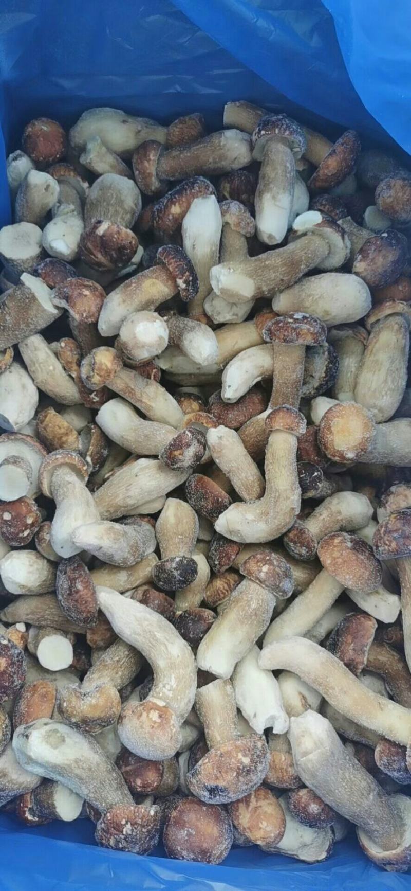 牛肝菌美味牛肝菌（冰冻）