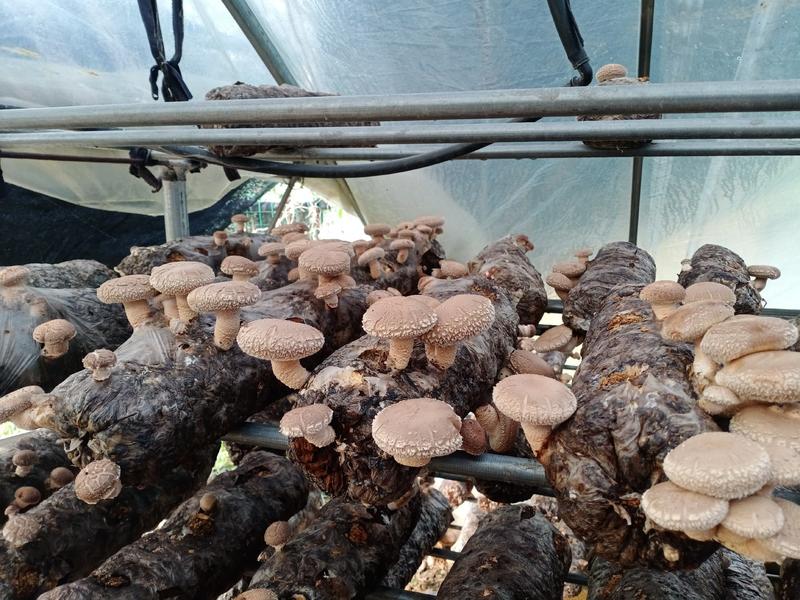 供应香菇，天麻，木耳，羊肚，桑黄菌种
