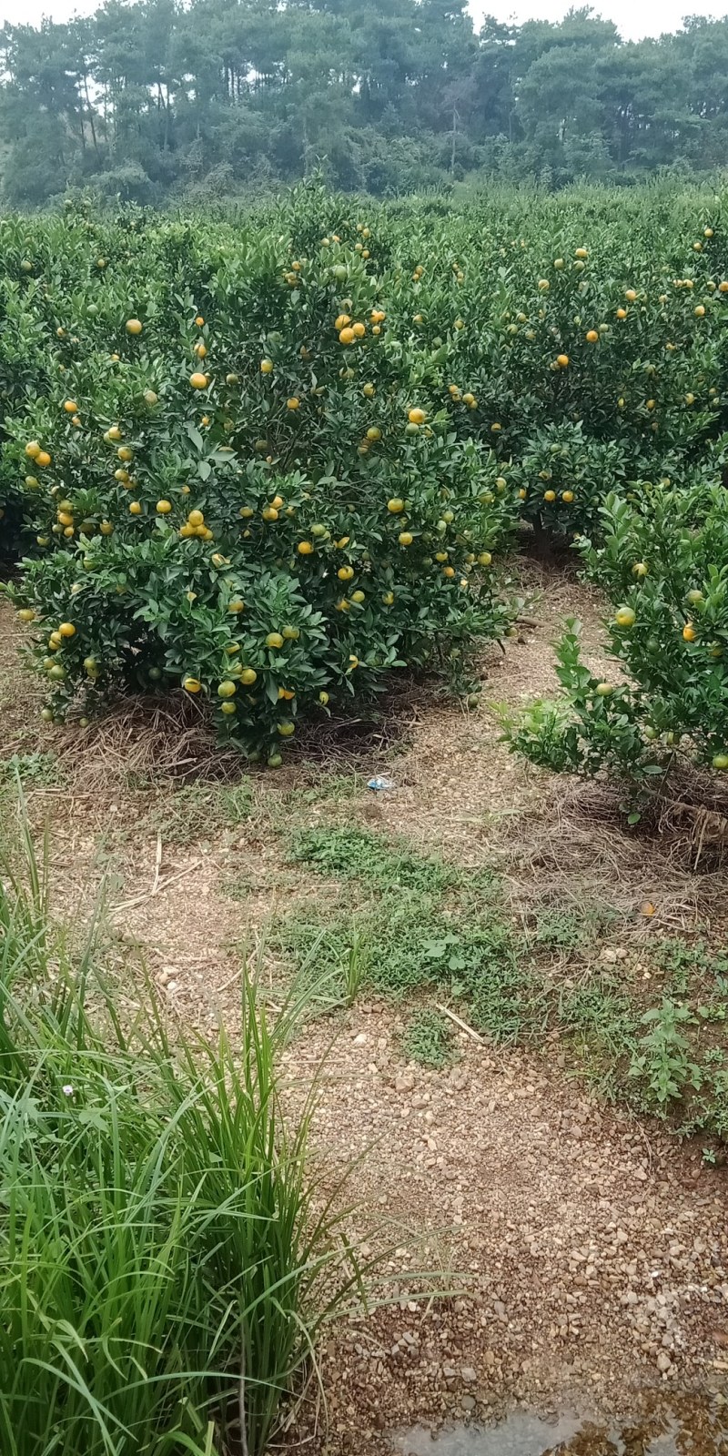 棉橘，本地早，南丰，