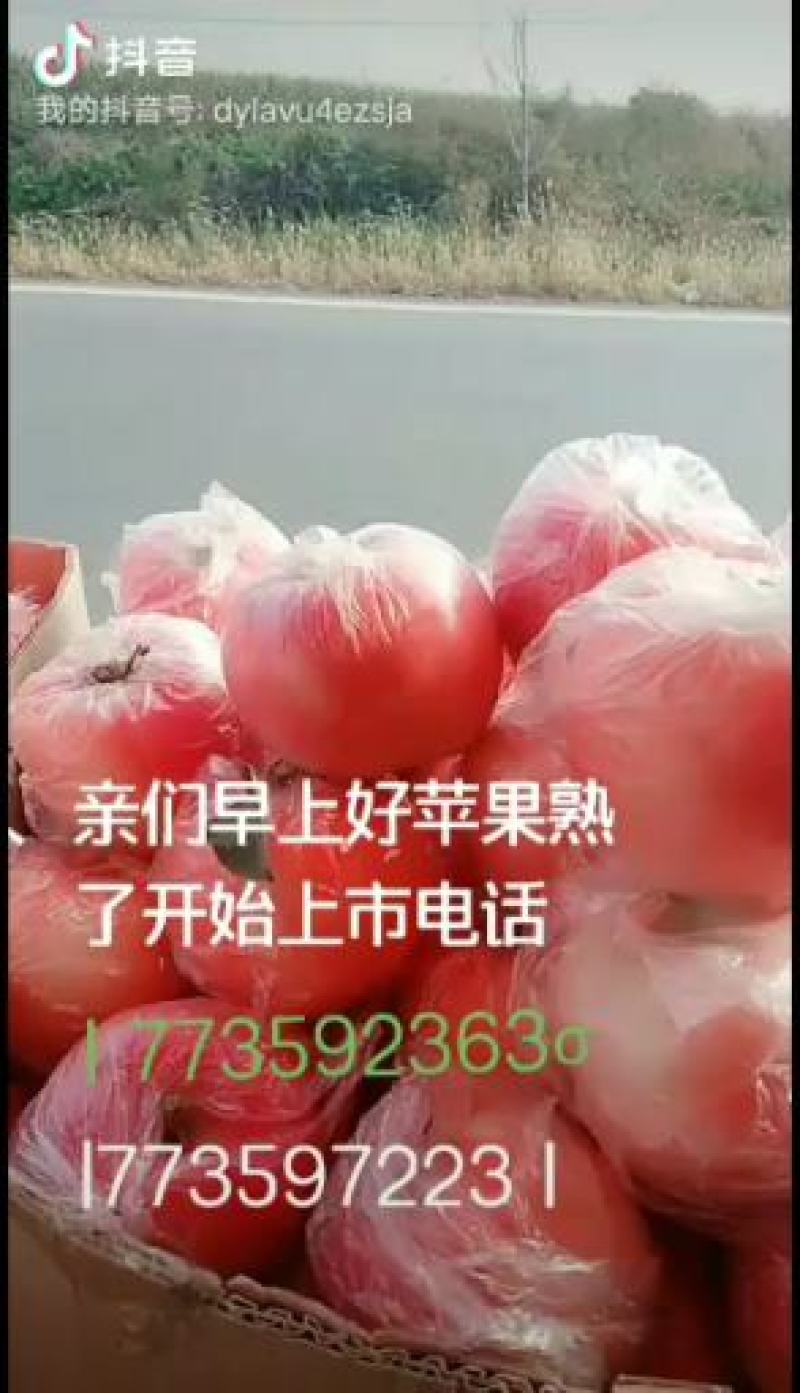 纸加膜水晶冰糖心红富士脆甜可口一件代发