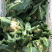 【精品】有机花菜大量上市中供应全国市场整车供应
