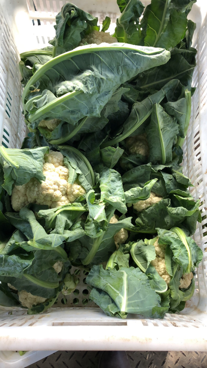 【精品】有机花菜大量上市中供应全国市场整车供应