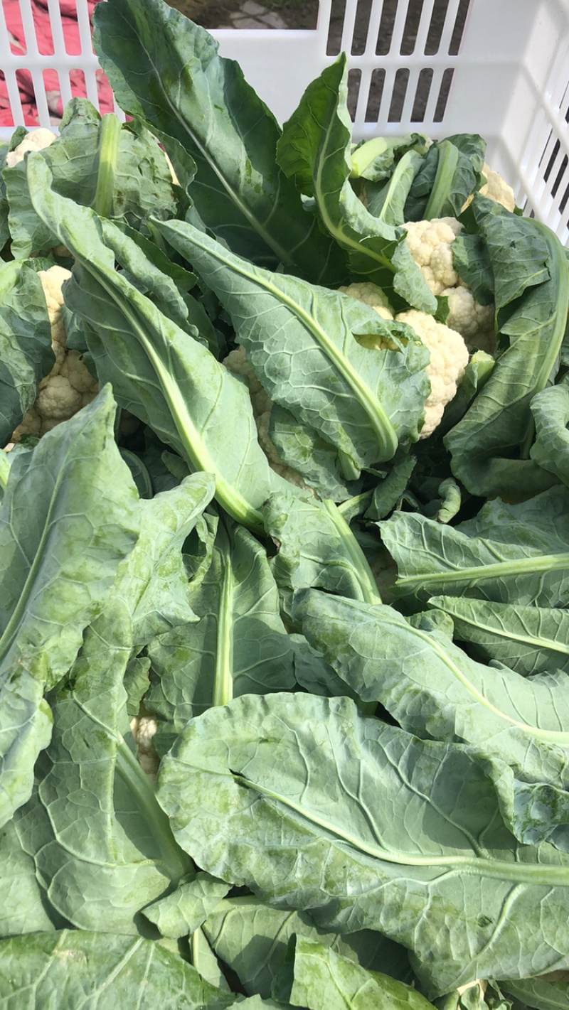 【精品】有机花菜大量上市中供应全国市场整车供应