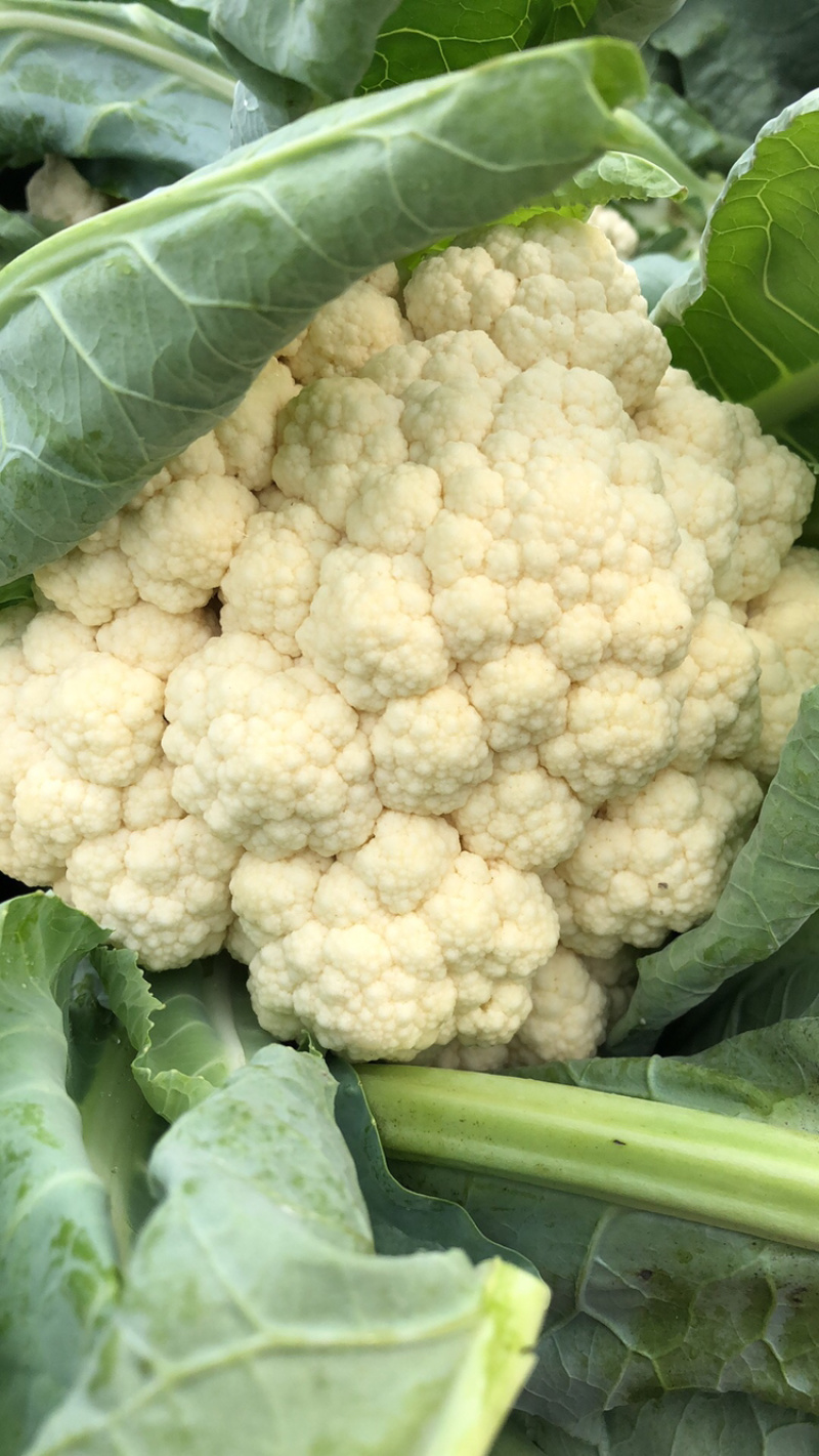 【精品】有机花菜大量上市中供应全国市场整车供应