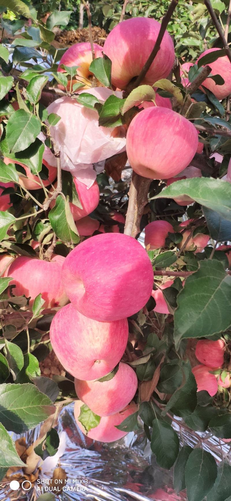 寒富苹果苹果卢龙苹果寒富苹果口感特别甜