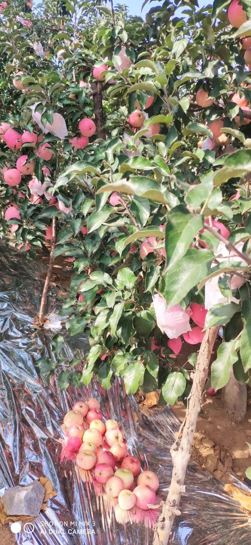 寒富苹果苹果卢龙苹果寒富苹果口感特别甜