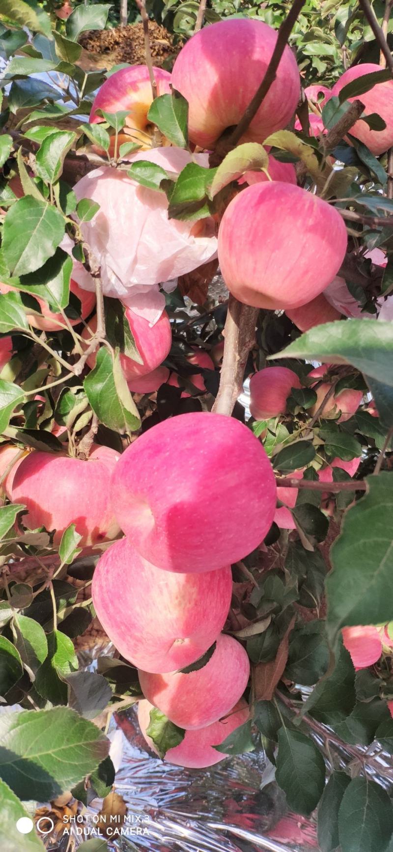 苹果，红富士苹果，河北红富士苹果，山地红富士苹果，质量好