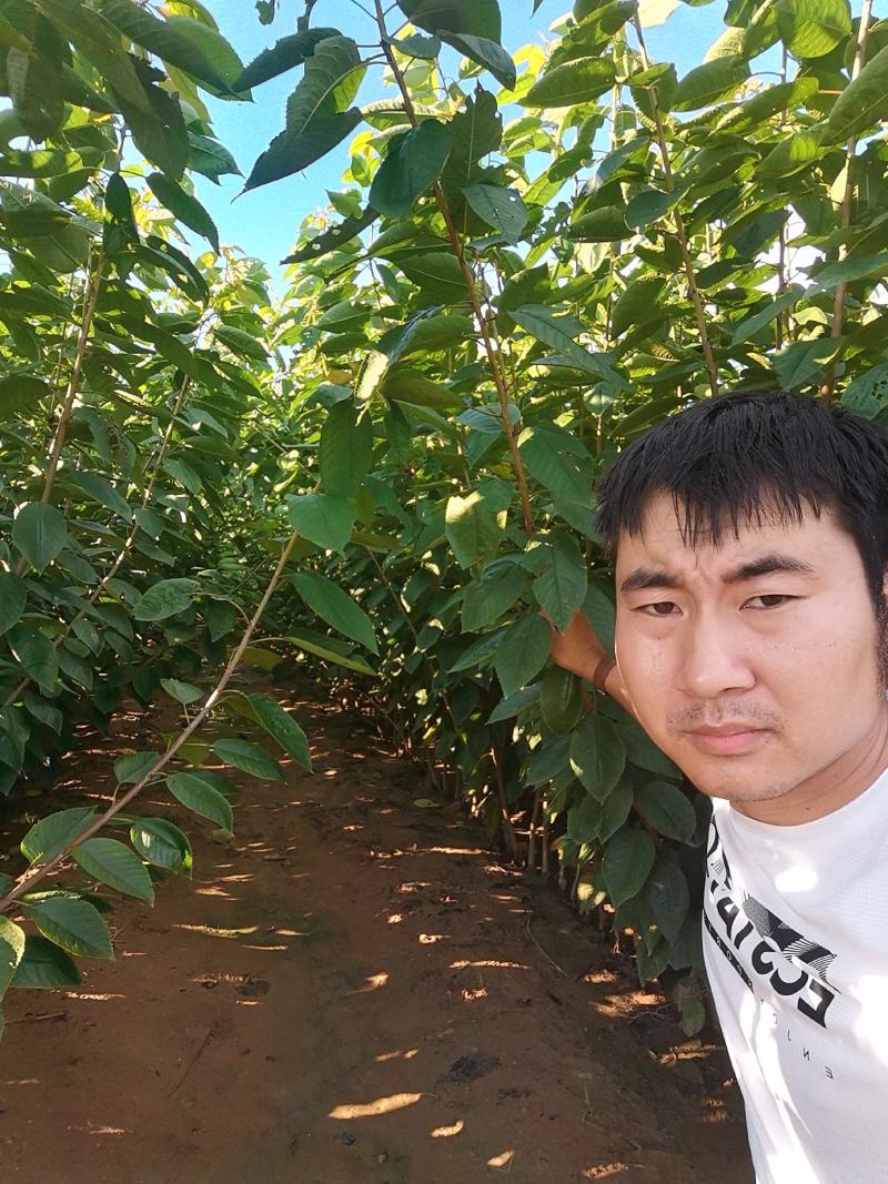 俄罗斯8号大樱桃苗，成活率高，技术指导，保品种