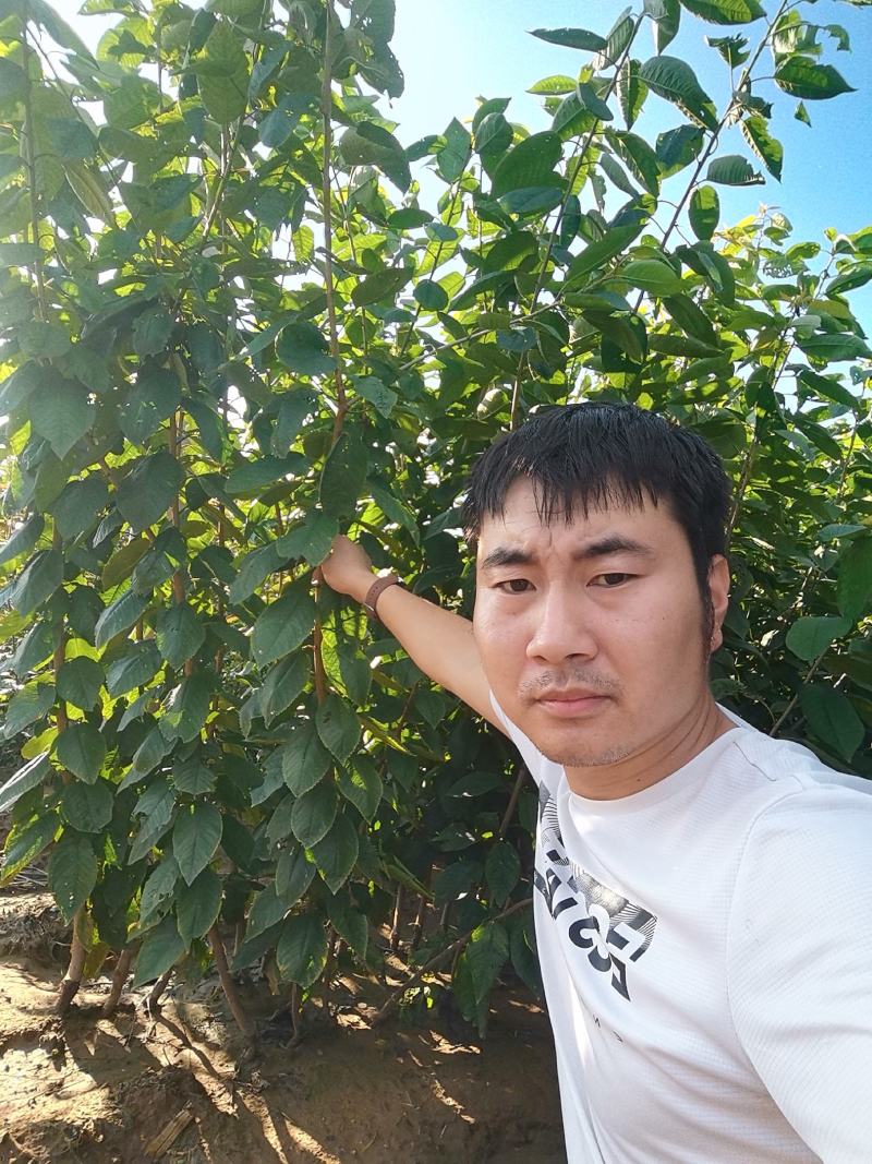 俄罗斯8号大樱桃苗，成活率高，技术指导，保品种