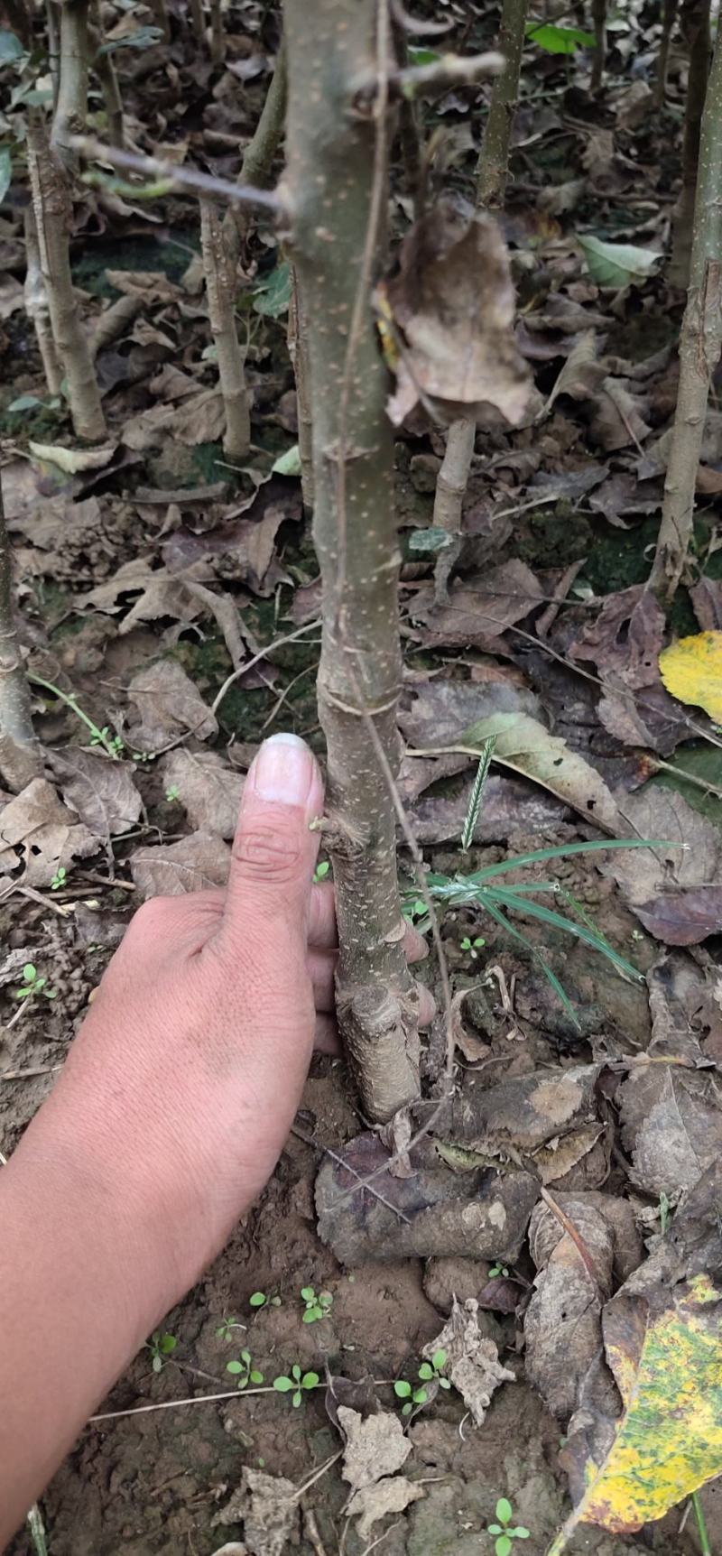 优选苹果苗中秋王苹果苗保证现挖现发货