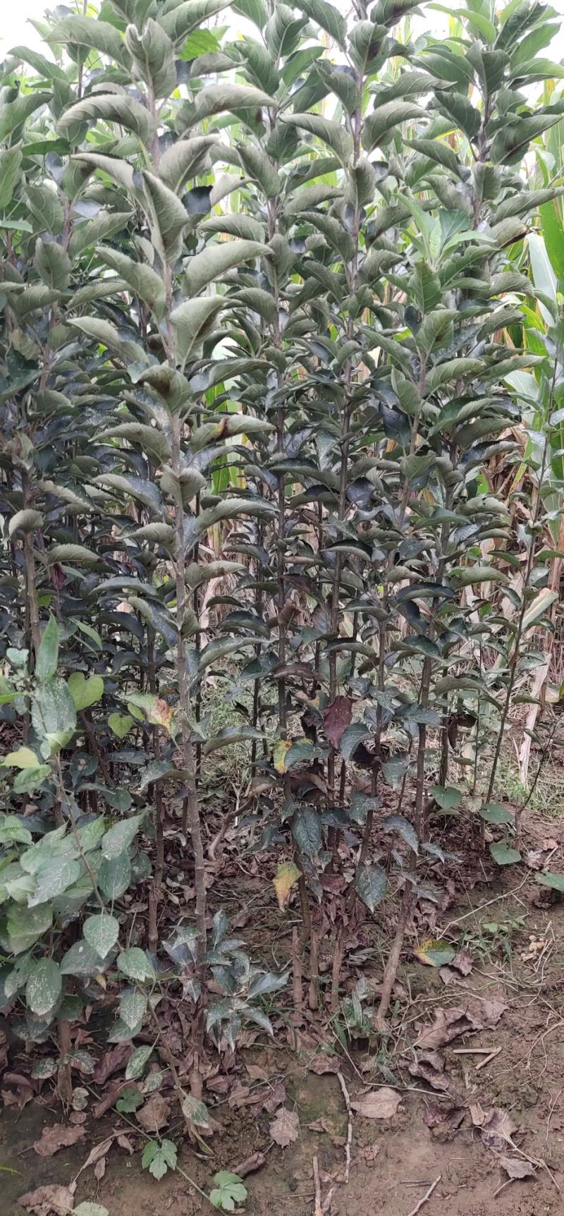 优选苹果苗中秋王苹果苗保证现挖现发货