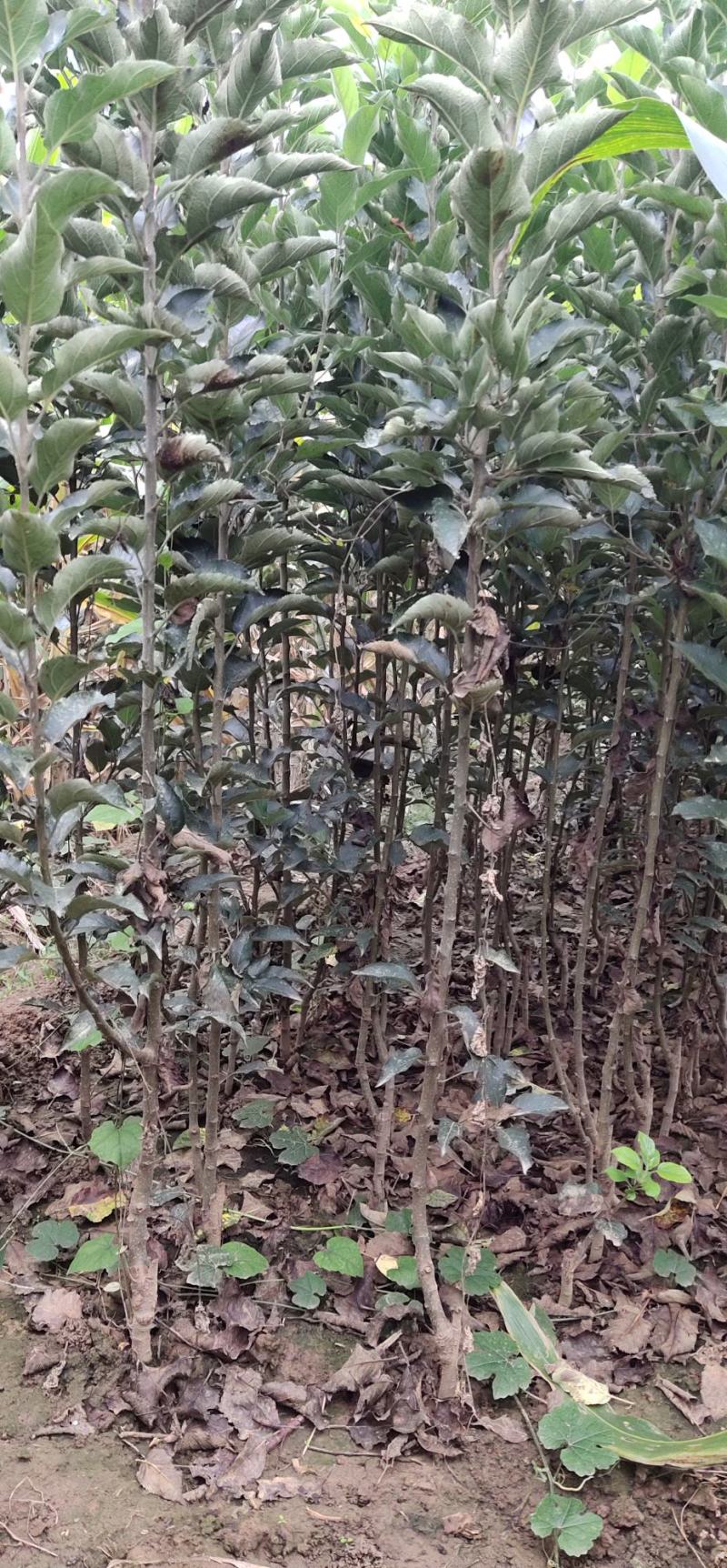 优选苹果苗中秋王苹果苗保证现挖现发货
