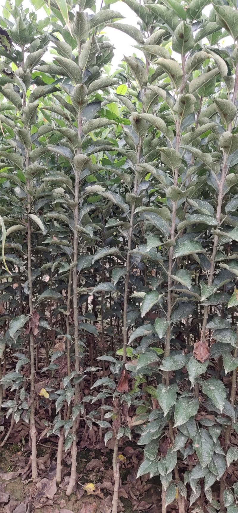 优选苹果苗中秋王苹果苗保证现挖现发货