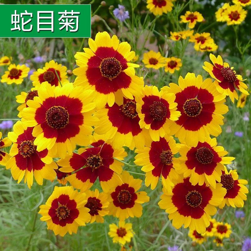 蛇目菊种子春播庭院绿化花期长花卉四季易种易活耐寒耐贫瘠菊