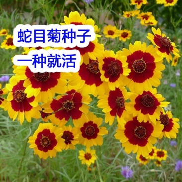 蛇目菊种子春播庭院绿化花期长花卉四季易种易活耐寒耐贫瘠菊