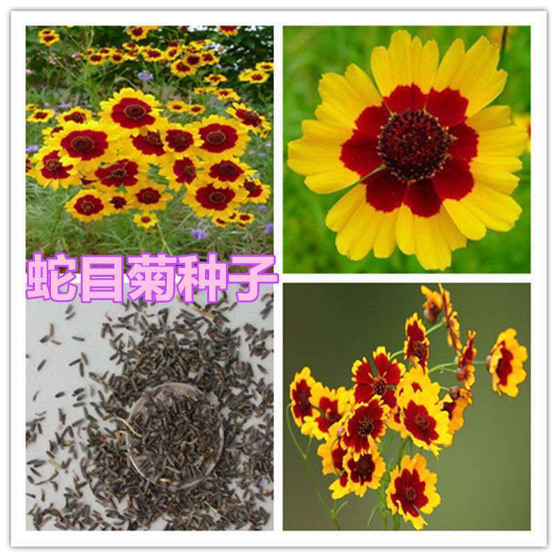 蛇目菊种子春播庭院绿化花期长花卉四季易种易活耐寒耐贫瘠菊