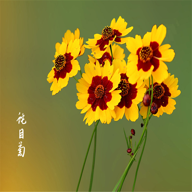蛇目菊种子春播庭院绿化花期长花卉四季易种易活耐寒耐贫瘠菊