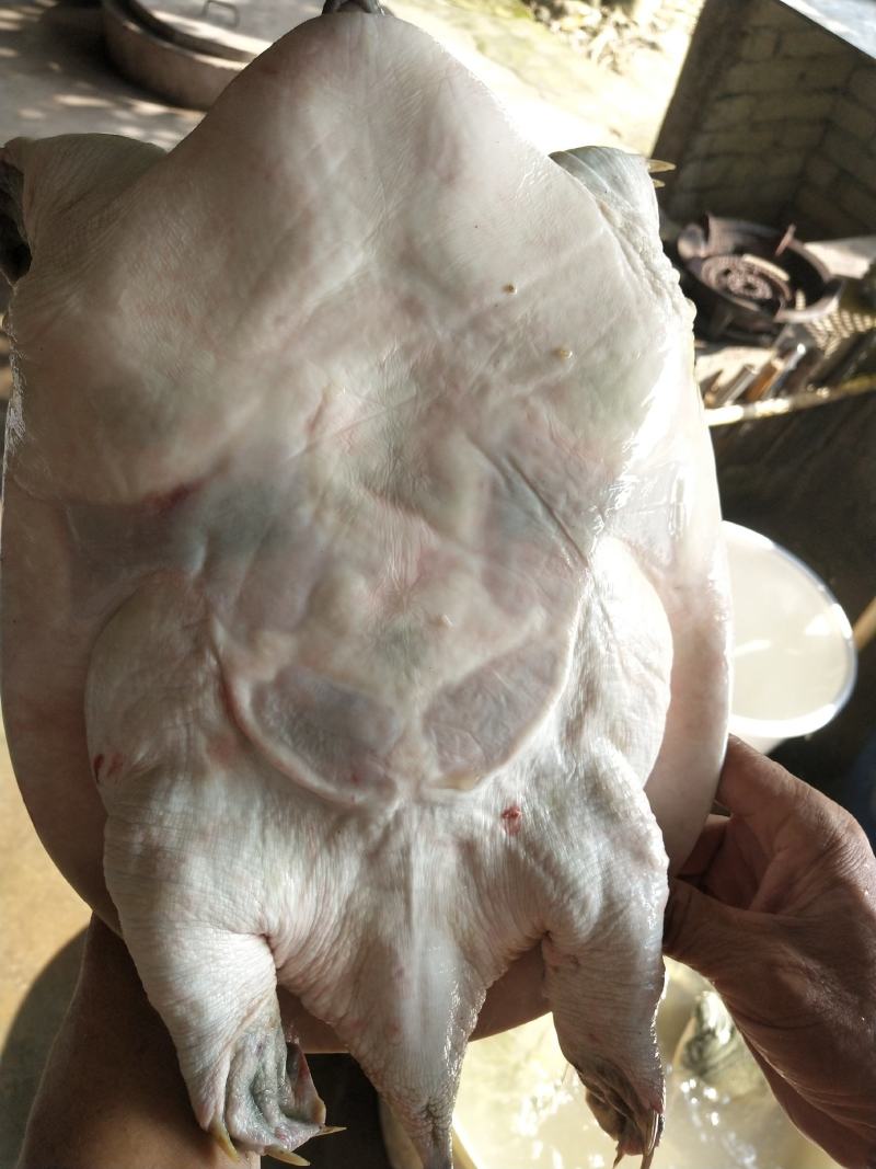 精品中华鳖黄沙鳖珍珠鳖长期供应欢迎选购！