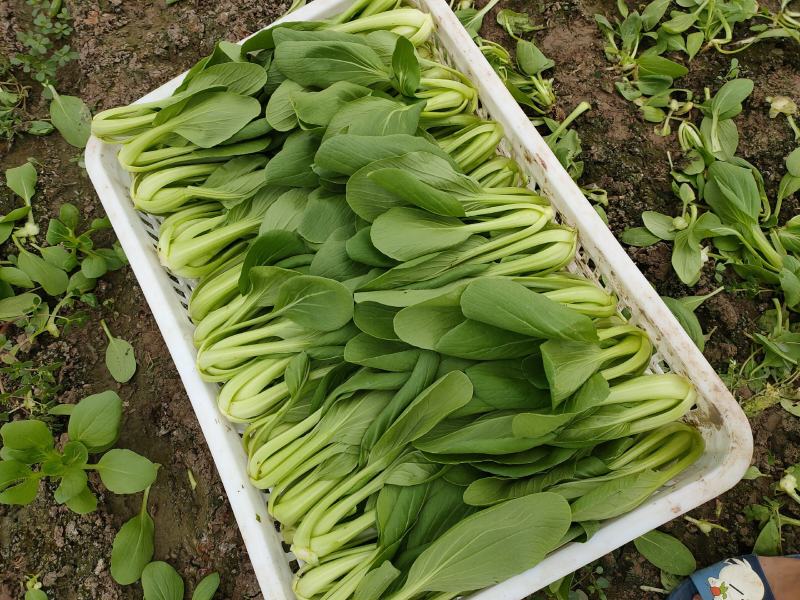 青梗菜批发，超市专供，工厂食堂配送