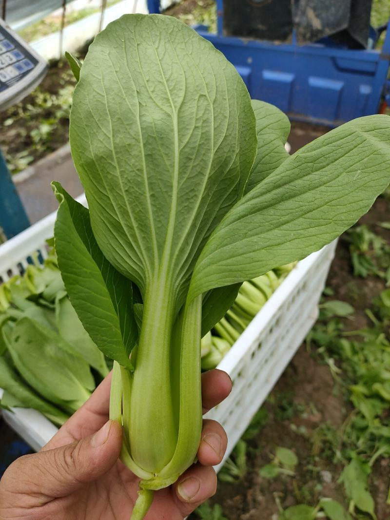 青梗菜批发，超市专供，工厂食堂配送