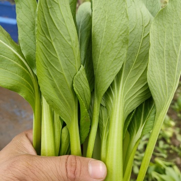 青梗菜批发，超市专供，工厂食堂配送