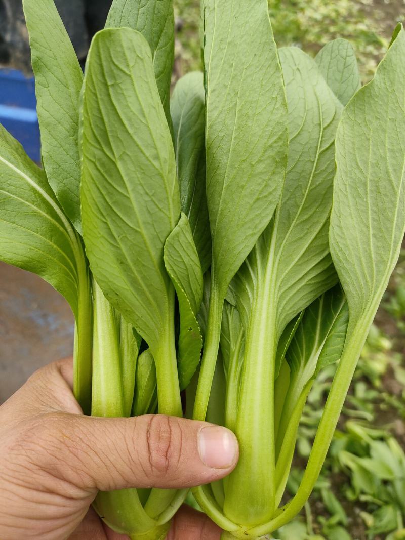 青梗菜批发，超市专供，工厂食堂配送