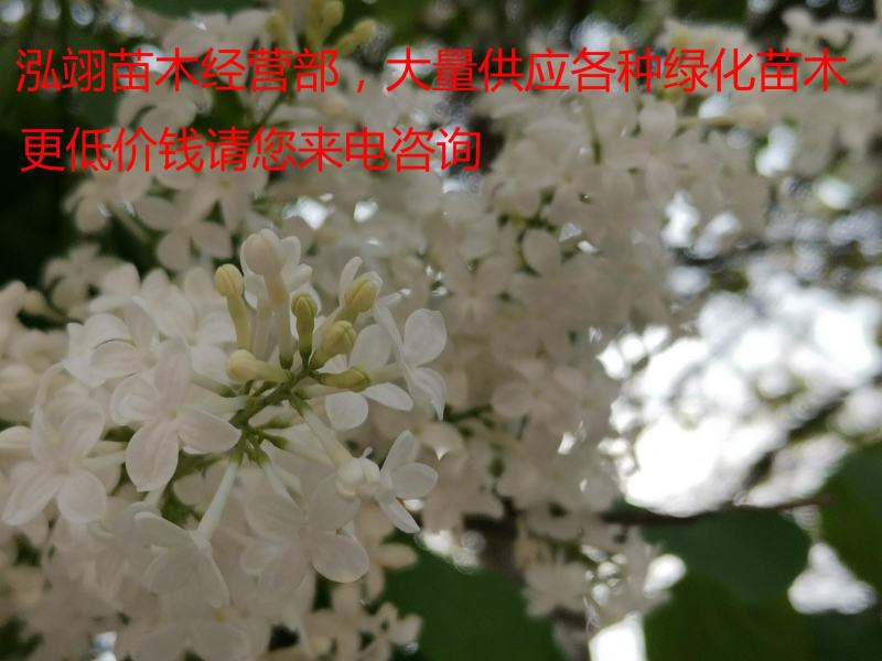苗圃主要供应一二年生的白丁香2-12公分苗圃直销