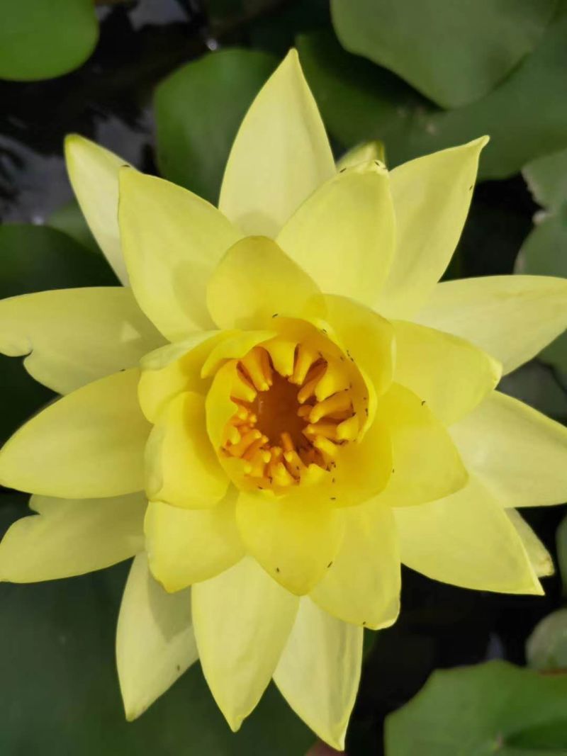精品睡莲九品香水莲花大根块睡莲棵棵带芽，种植简单，易管理
