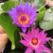 精品睡莲九品香水莲花大根块睡莲棵棵带芽，种植简单，易管理