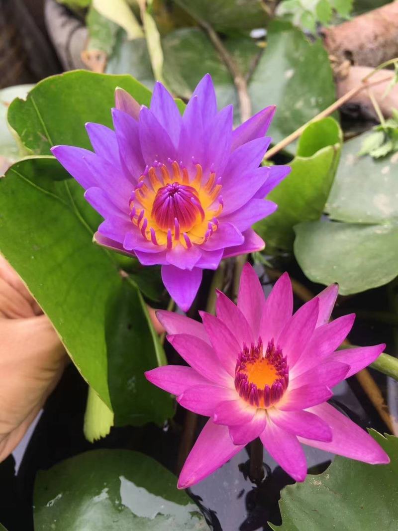 精品睡莲九品香水莲花大根块睡莲棵棵带芽，种植简单，易管理