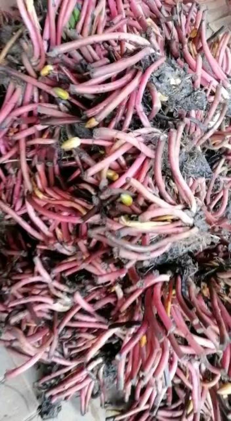 精品睡莲九品香水莲花大根块睡莲棵棵带芽，种植简单，易管理