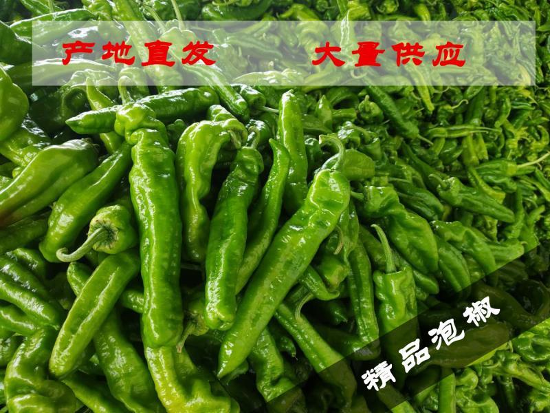 [精品鲜辣椒]301泡椒，产地直发，大量供应，视频看货