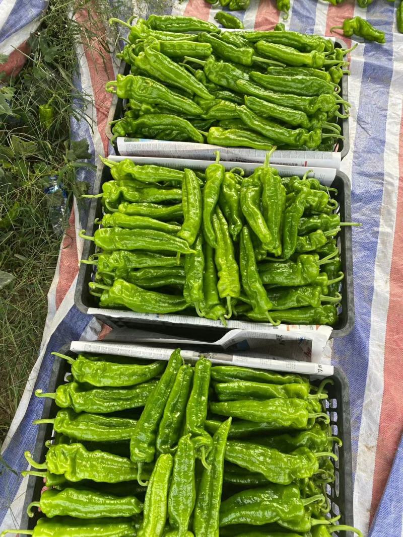 [精品鲜辣椒]301泡椒，产地直发，大量供应，视频看货
