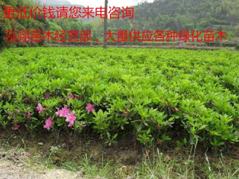 杜鹃花苗树苗红色杜鹃春杜绿化带色块苗四季常青毛杜鹃花苗