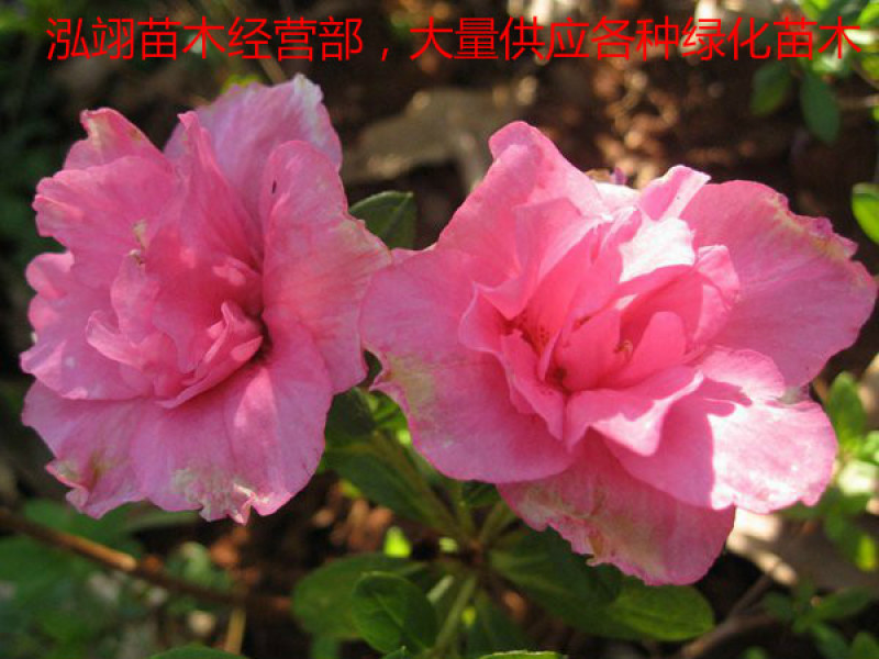 杜鹃花苗树苗红色杜鹃春杜绿化带色块苗四季常青毛杜鹃花苗