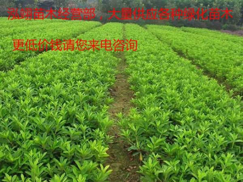 杜鹃花苗树苗红色杜鹃春杜绿化带色块苗四季常青毛杜鹃花苗