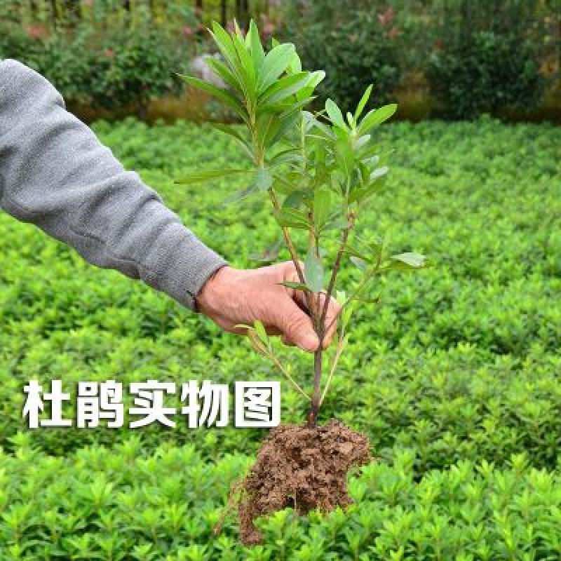 杜鹃花苗树苗红色杜鹃春杜绿化带色块苗四季常青毛杜鹃花苗