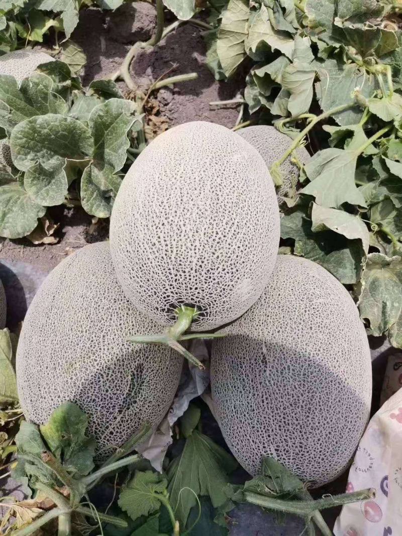 哈密瓜水果瓜果类