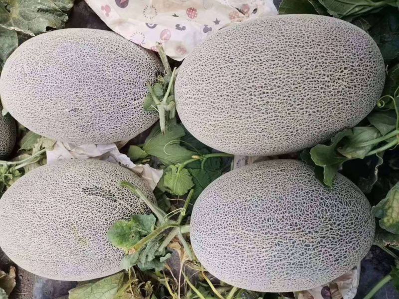 哈密瓜水果瓜果类
