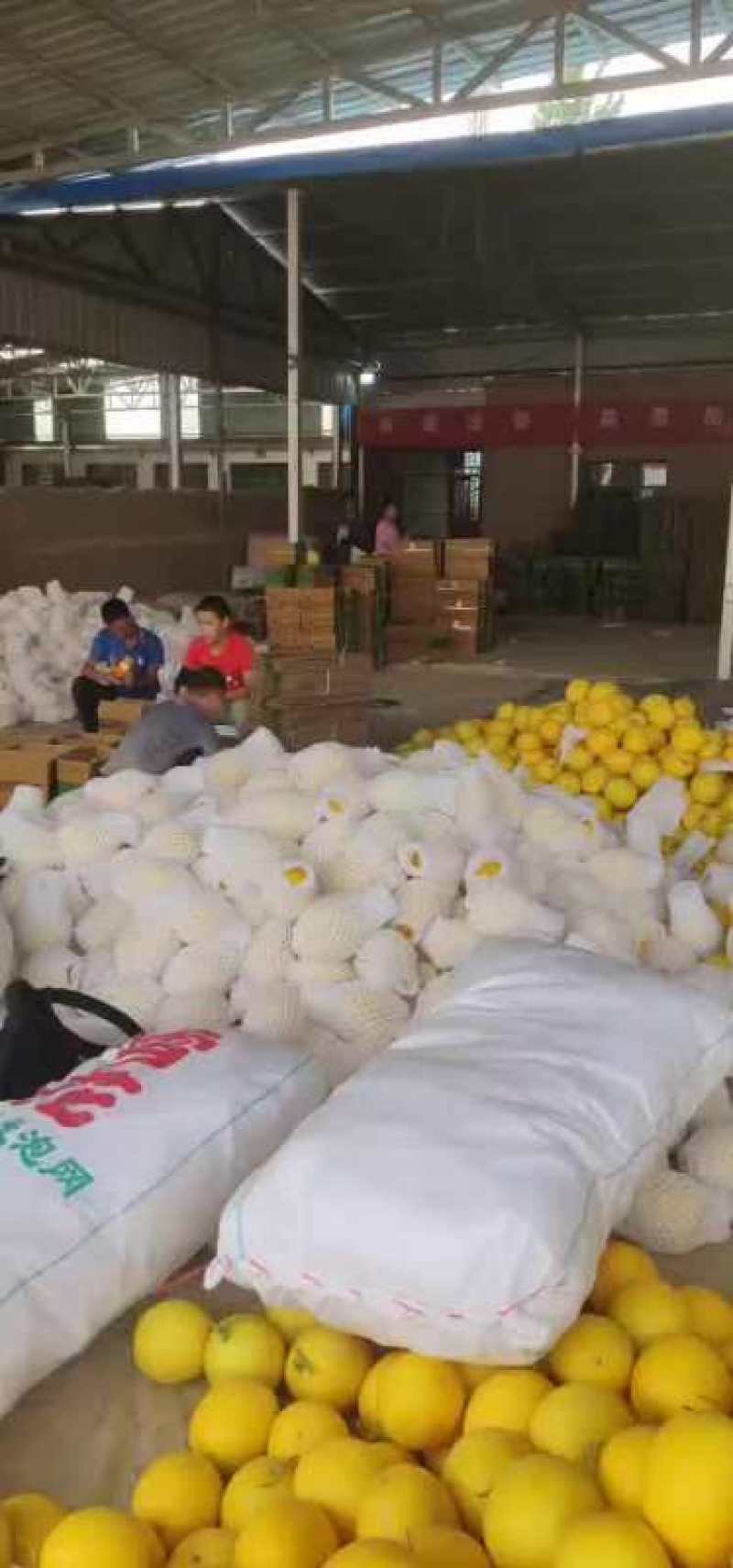 哈密瓜水果瓜果类