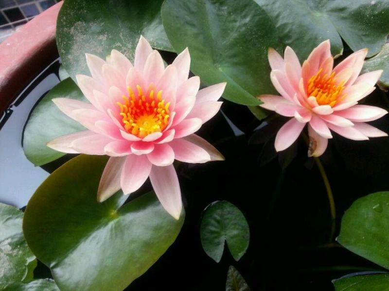 迷你硬币睡莲海尔芙拉，精品小睡莲，盆栽种植
