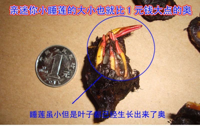 迷你硬币睡莲海尔芙拉，精品小睡莲，盆栽种植