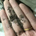 茺蔚子茺蔚籽保庆药业批发盗图必究实物拍摄！