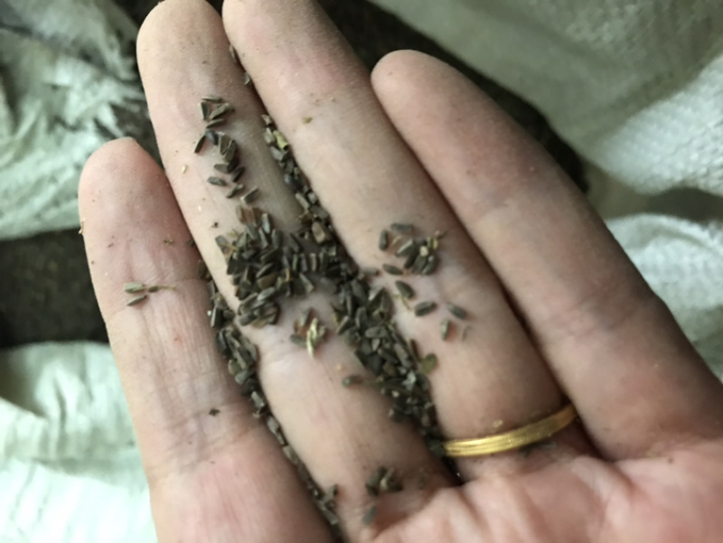 茺蔚子茺蔚籽保庆药业批发盗图必究实物拍摄！