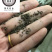 茺蔚子茺蔚籽保庆药业批发盗图必究实物拍摄！